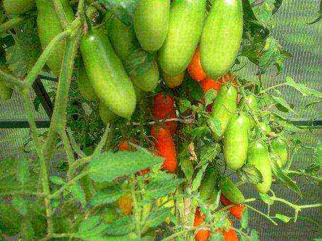 pepper-shaped tomatoes are the best varieties