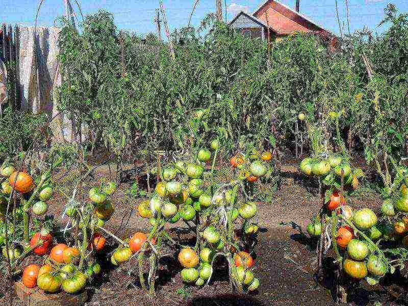 pagtatanim ng kamatis at pangangalaga sa bukas na bukid para sa mga nagsisimula