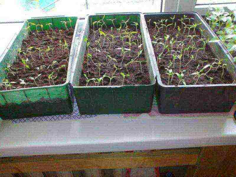 tomatoes planting and care in the open field for beginners