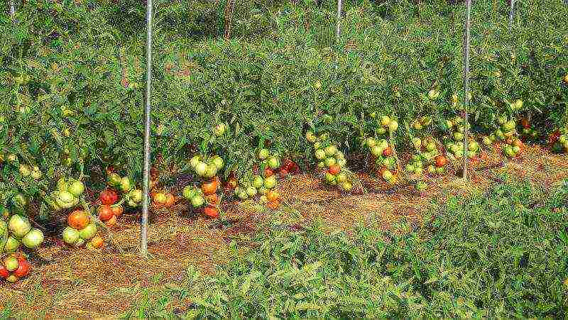 tomatoes planting and care in the open field for beginners