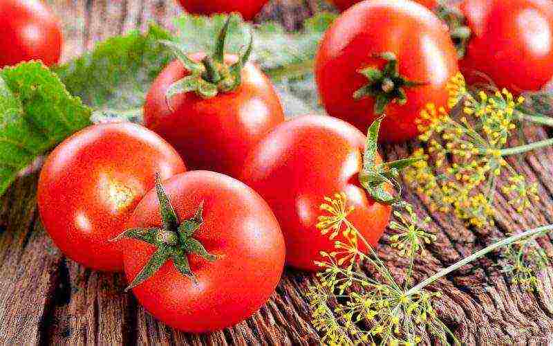 tomatoes planting and care in the open field for beginners