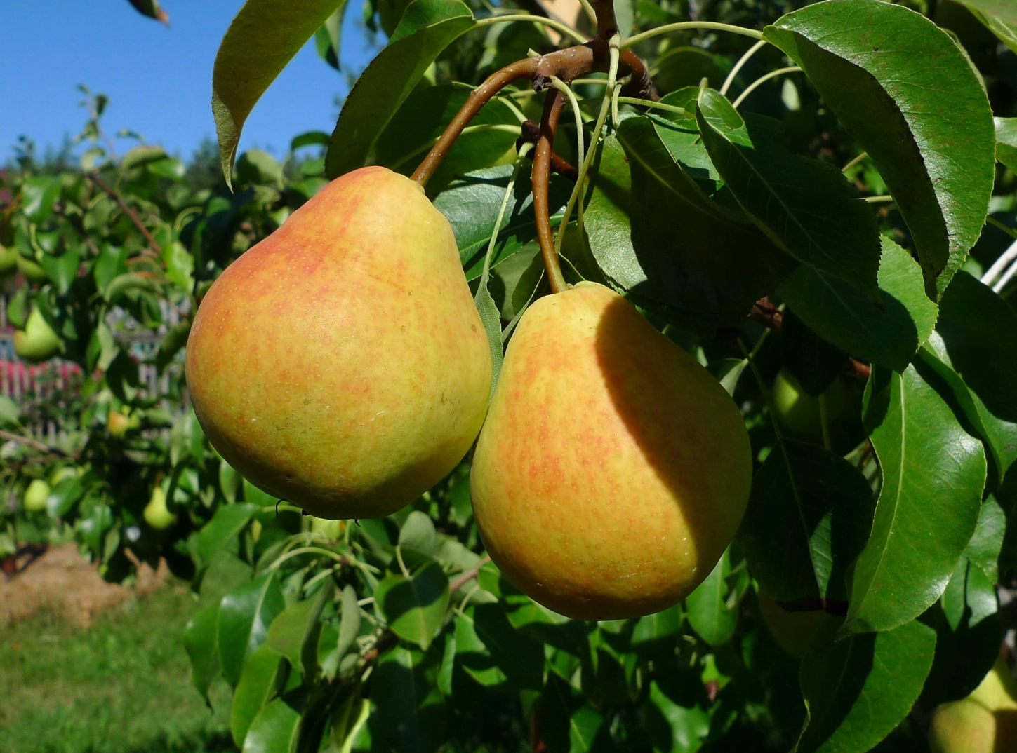 top of the best pear varieties