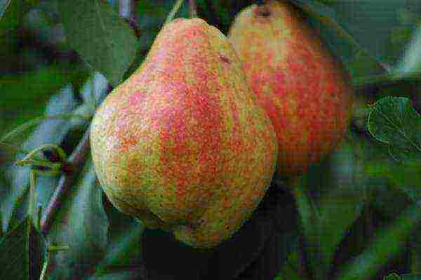 top of the best pear varieties