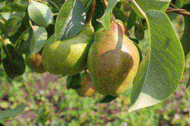 top of the best pear varieties