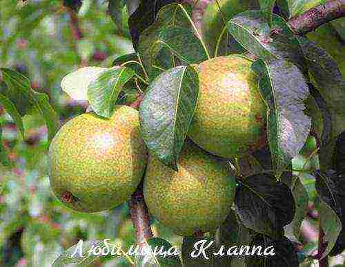 top of the best pear varieties