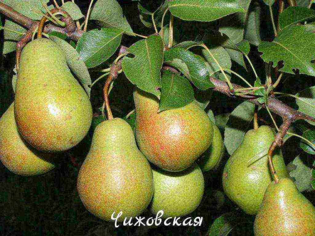 top of the best pear varieties