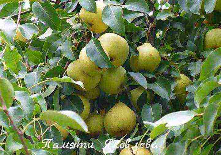 top of the best pear varieties