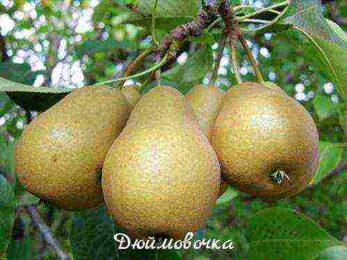 top of the best pear varieties