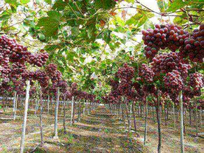 top of the best grape varieties