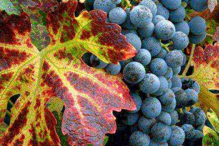 top of the best grape varieties