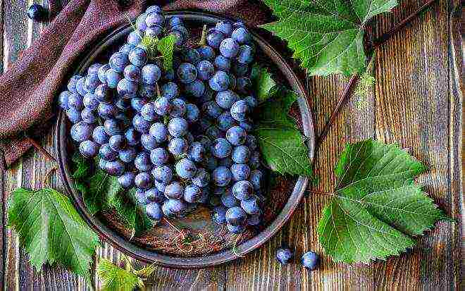 top of the best grape varieties