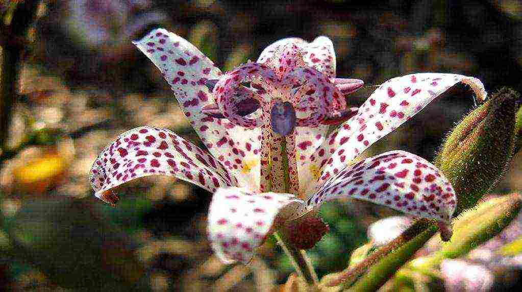 tricirtis purpool การปลูกและดูแลความงามในทุ่งโล่ง