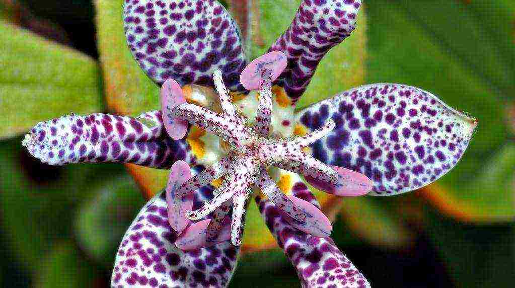 tricirtis purpool جمال زراعة ورعاية في المجال المفتوح