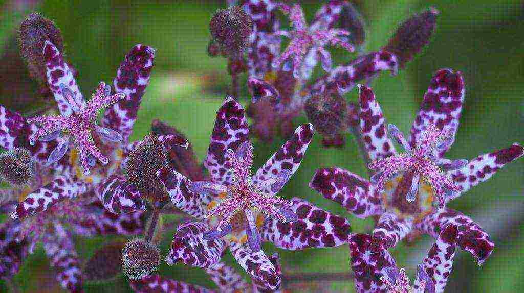 tricirtis purpool การปลูกและดูแลความงามในทุ่งโล่ง