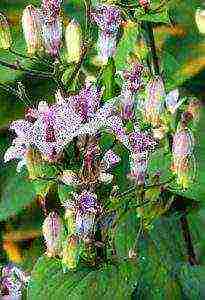 tricirtis purpool beauty planting and care in the open field