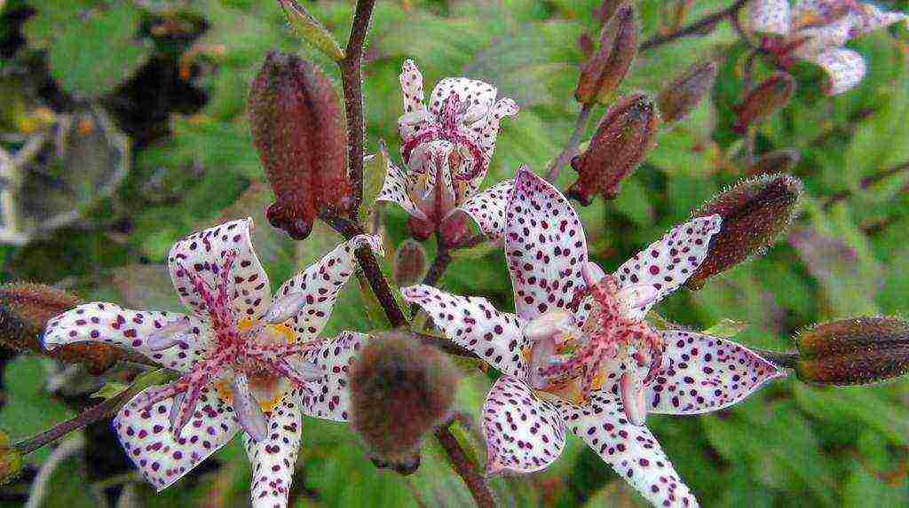 tricirtis purpool na pagtatanim ng kagandahan sa bukas na bukid