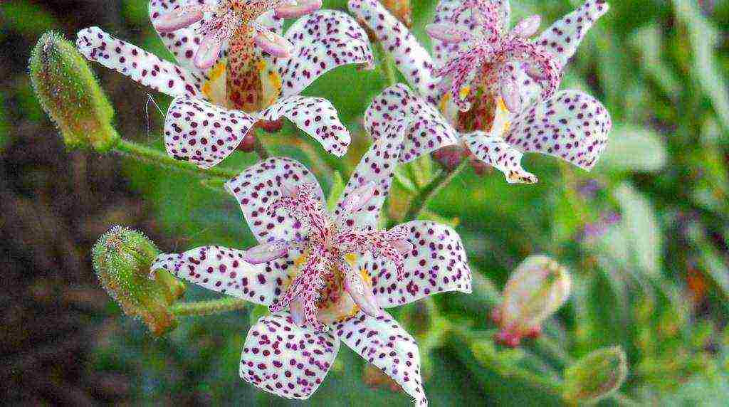 tricirtis purpool na pagtatanim ng kagandahan sa bukas na bukid