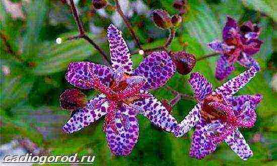 tricirtis purpool beauty planting and care in the open field