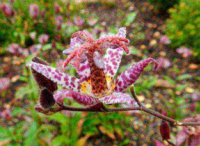 tricirtis purpool na pagtatanim ng kagandahan sa bukas na bukid