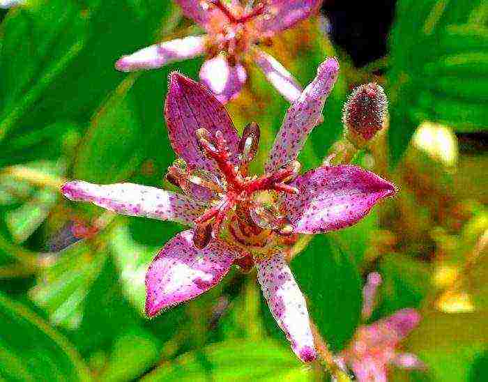 tricirtis purpool na pagtatanim ng kagandahan sa bukas na bukid