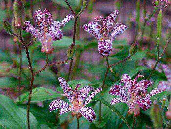 tricirtis purpool na pagtatanim ng kagandahan sa bukas na bukid