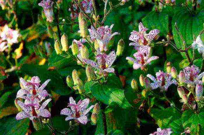 tricirtis purpool na pagtatanim ng kagandahan sa bukas na bukid