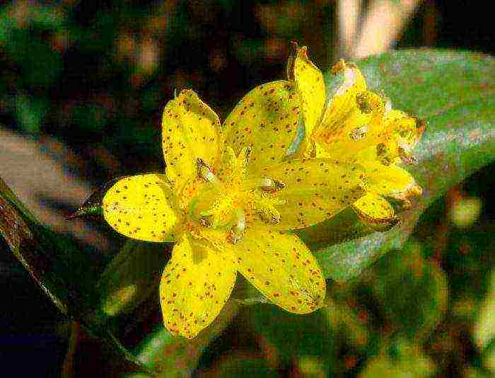 tricirtis purpool na pagtatanim ng kagandahan sa bukas na bukid