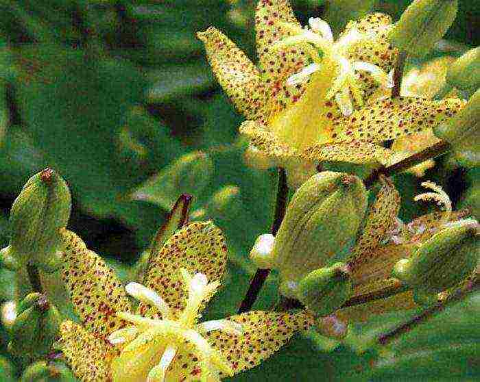 tricirtis purpool na pagtatanim ng kagandahan sa bukas na bukid