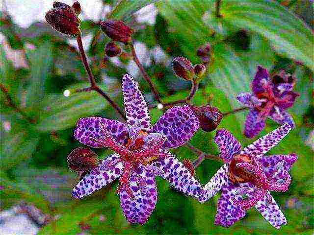 tricirtis purpool na pagtatanim ng kagandahan sa bukas na bukid