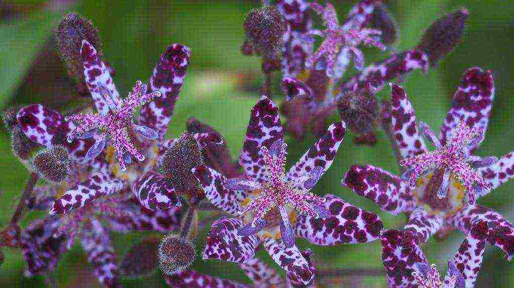 tricirtis purpool na pagtatanim ng kagandahan sa bukas na bukid