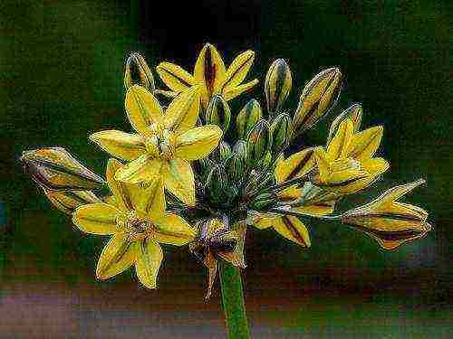 tritelia fabiola planting and care in the open field