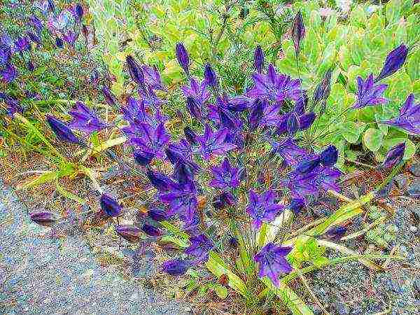 tritelia fabiola planting and care in the open field