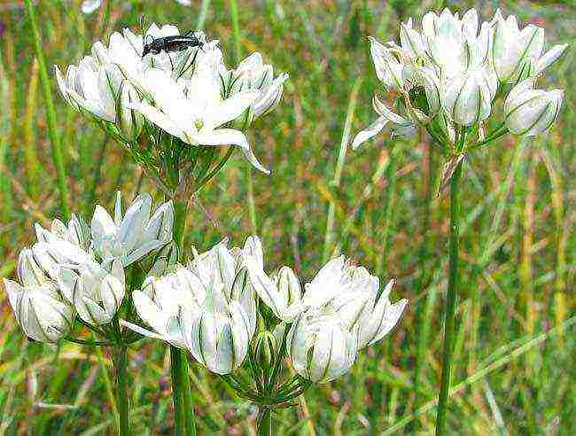 pagtatanim at pangangalaga ng tritelia fabiola sa bukas na bukid