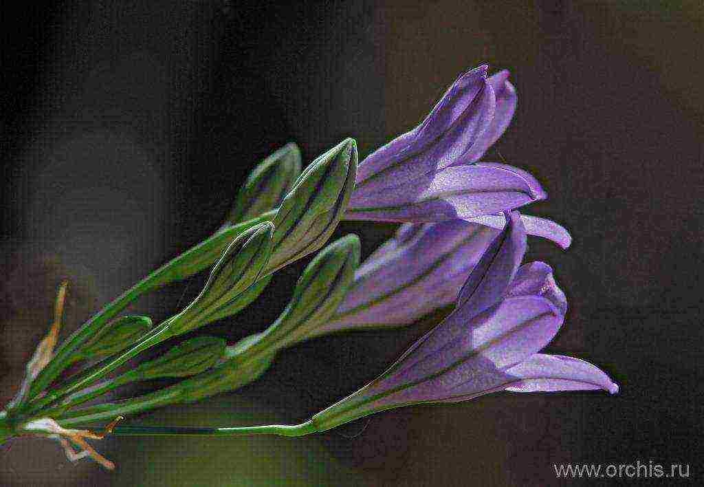 tritelia fabiola planting and care in the open field