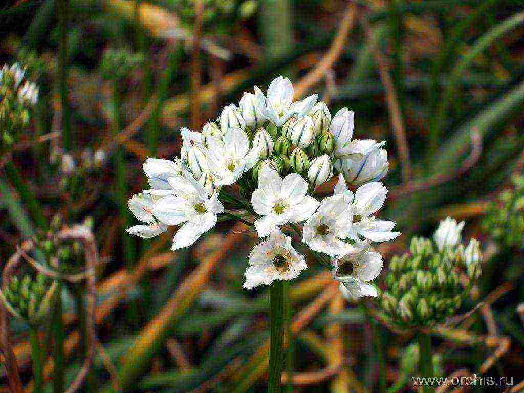 pagtatanim at pangangalaga ng tritelia fabiola sa bukas na bukid