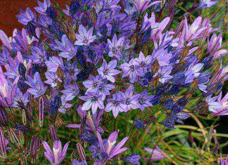 tritelia fabiola planting and care in the open field