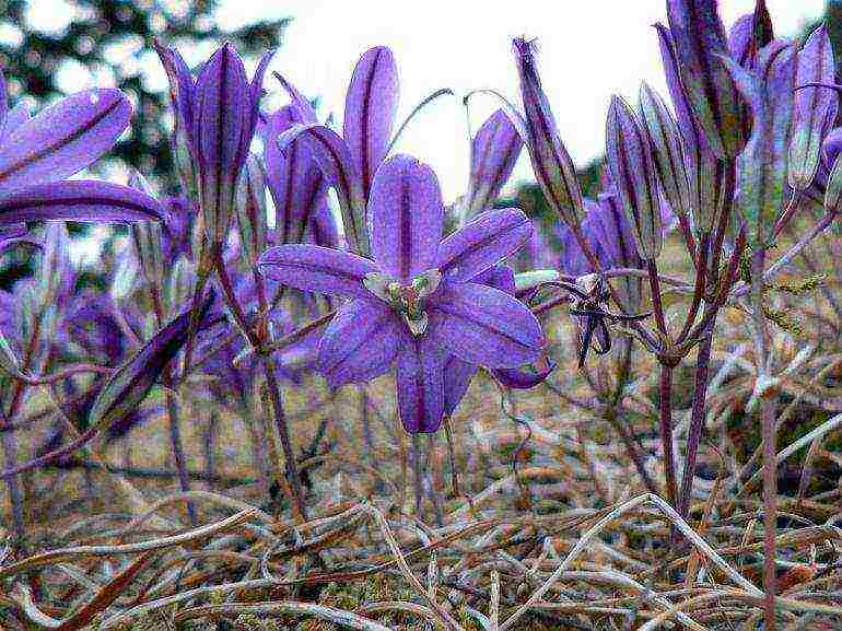 tritelia fabiola planting and care in the open field