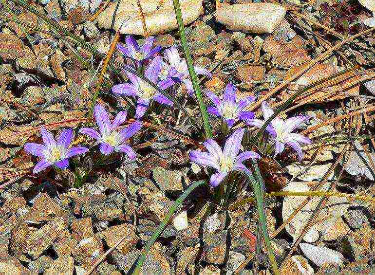 tritelia fabiola planting and care in the open field