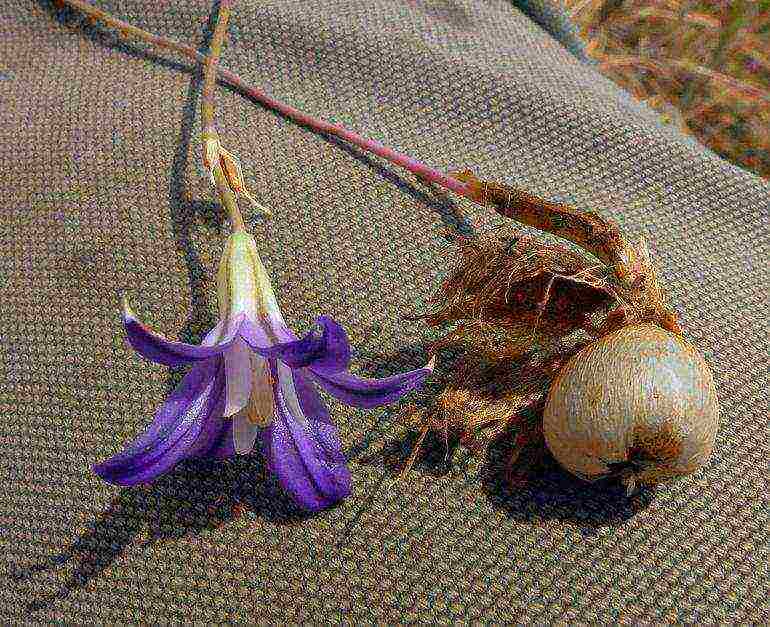 tritelia fabiola na pagtatanim at pangangalaga sa bukas na bukid