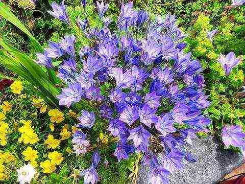 tritelia fabiola planting and care in the open field