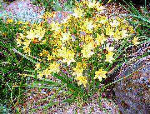 pagtatanim at pangangalaga ng tritelia fabiola sa bukas na bukid