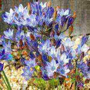 tritelia fabiola planting and care in the open field