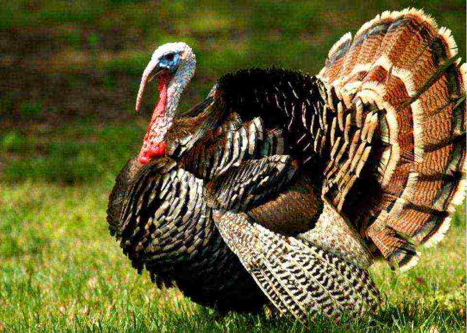 is it difficult to grow turkeys at home