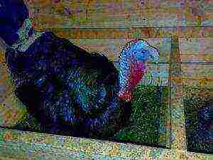 is it difficult to grow turkeys at home