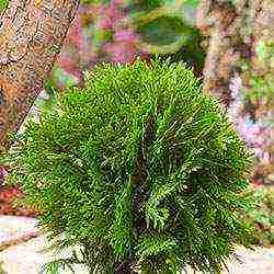 thuja danica planting and care in the open field leaves turn yellow