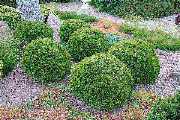 thuja danica planting and care in the open field leaves turn yellow