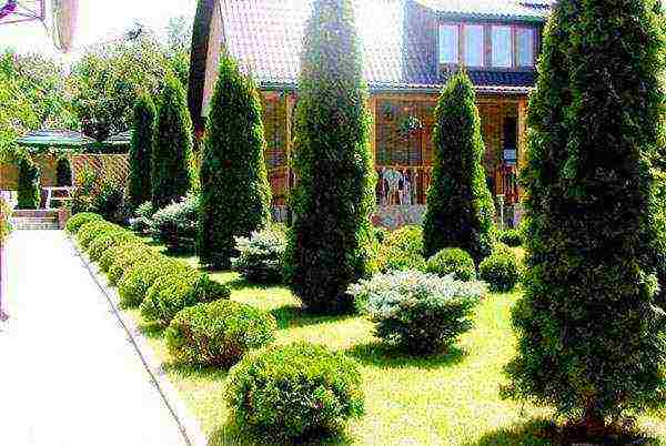 thuja danica planting and care in the open field leaves turn yellow