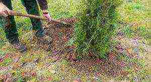 thuja danica planting and care in the open field leaves turn yellow