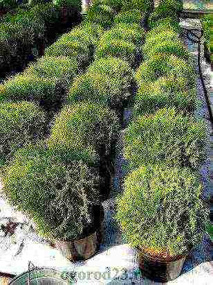 thuja danica planting and care in the open field leaves turn yellow