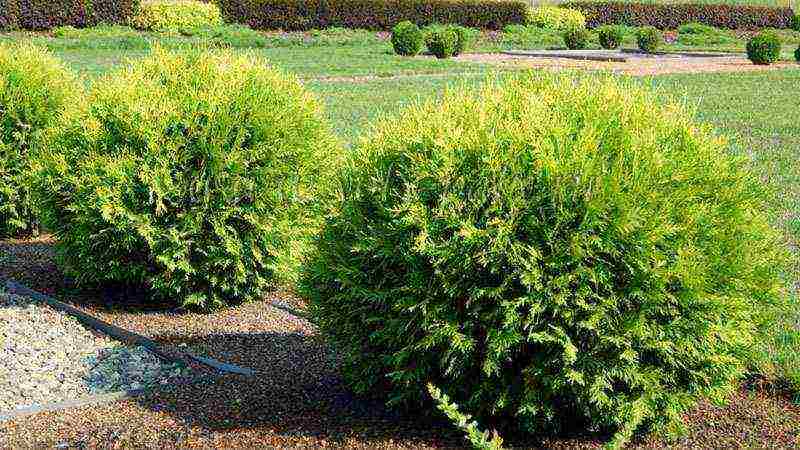 thuja danica planting and care in the open field leaves turn yellow